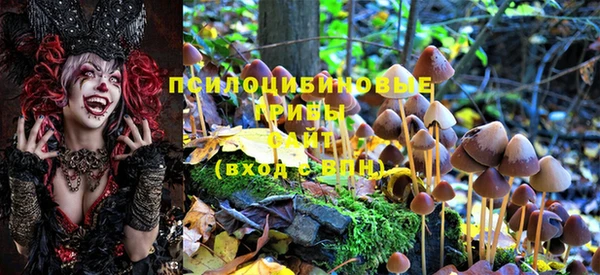 трава Коряжма
